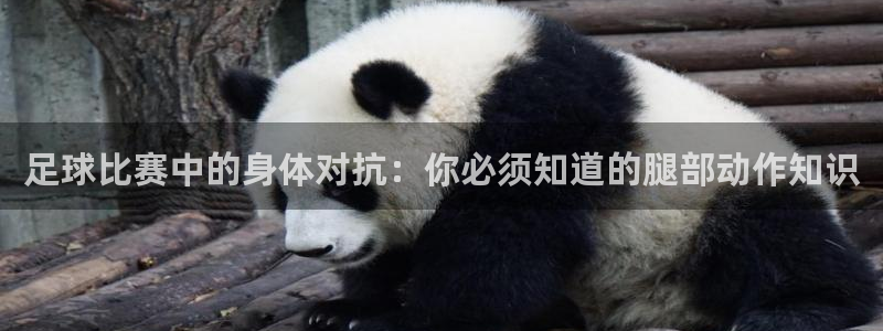 哈哈体育十年